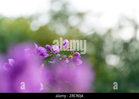 Bougainvillea-Blüten Stockfoto