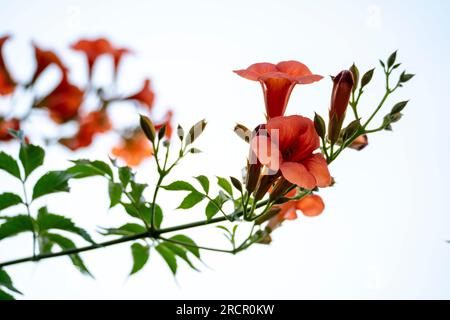 Bougainvillea-Blüten Stockfoto