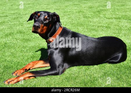 Schwarzer Doberman Pinscher, männlich mit intakten Ohren Stockfoto