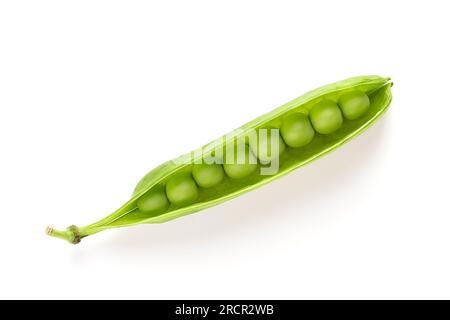 Grüne Erbsen, offene Hülse, von oben. Einblick in eine offene, frische Erbsenschote mit reifen, rohen, grünen Früchten, Samen von Pisum sativum, einer blühenden jährlichen Pflanze. Stockfoto