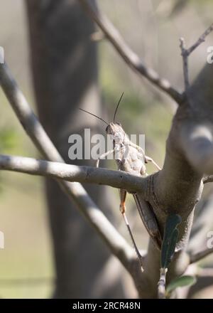 Ägyptischer Grashüpfer (Anacridium aegyptium), der auf einem Baumstamm sitzt. Stockfoto