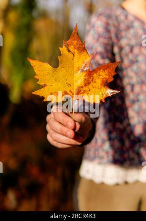 Vordergrund einer Hand, die ein Herbstblatt hält Stockfoto