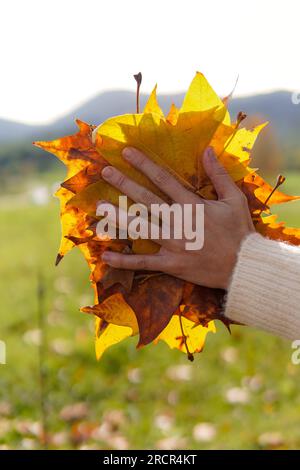 Viele Herbstblätter in der Hand mit Sonnenstrahlen Stockfoto