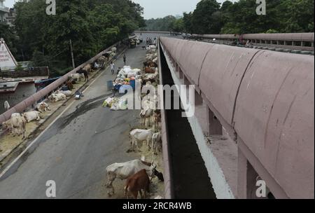 Kühe auf der Straßenseite, die nach dem Stall in Überschwemmungsgewässer gesunken waren, obwohl der Wasserstand des Yamuna-Flusses in Neu-Delhi leicht abnahm. Der Yamuna-Fluss brach einen 45-jährigen Rekord und erreichte seinen höchsten Stand von 208,65 Metern über der Gefahrenklasse von 2.5.33 Metern am Freitag, den 15. Juli 2023. Stockfoto