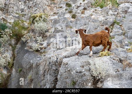 Bergziegen auf steilen Klippen oder Steinmauern. Stockfoto