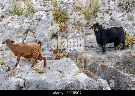 Bergziegen auf steilen Klippen oder Steinmauern. Stockfoto