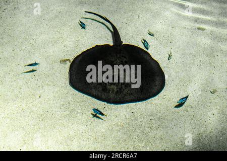 Großer Seerochen im flachen Wasser Stockfoto