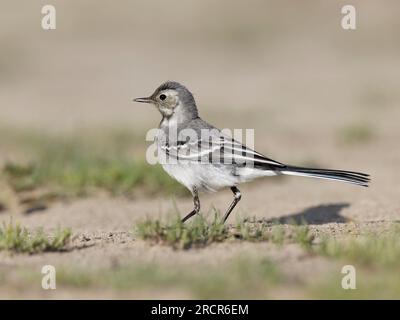 Grauer weißer Wagtail ((Motacilla alba) Jungfische, die auf Sand stehen Stockfoto