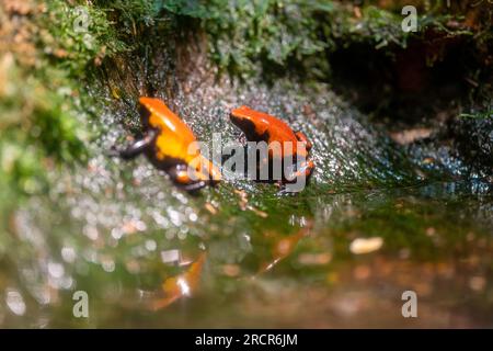 Bunte Giftfrösche im Regenwald Stockfoto