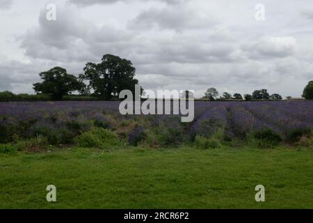 Lavendelfarm, Faulkland, Somerset, England Stockfoto