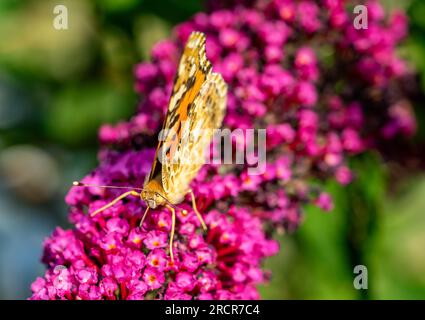 vanessa Cardui Schmetterling auf Blume Stockfoto