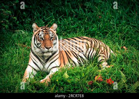 Der Tiger ruht im Gras Stockfoto
