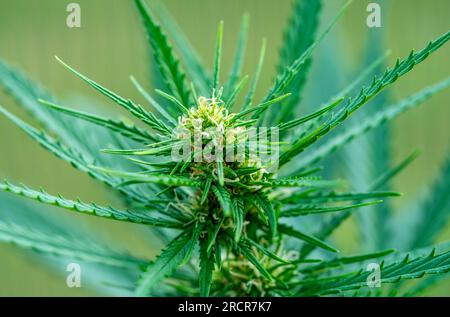 Nahaufnahme von Marihuana-Cannabisblättern Stockfoto
