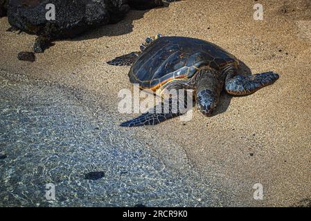 Honu oder grüne Meeresschildkröte am Sandstrand Stockfoto