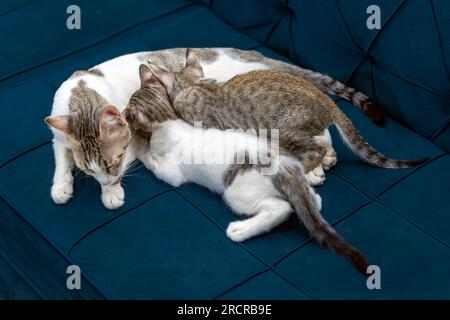 Sehr süßes Kätzchen, das sich ausruht. Stockfoto
