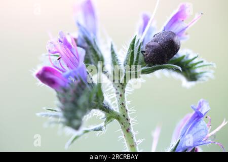 Schildkäfer Psacasta exanthematica sitzt auf einer blauen Blume Stockfoto