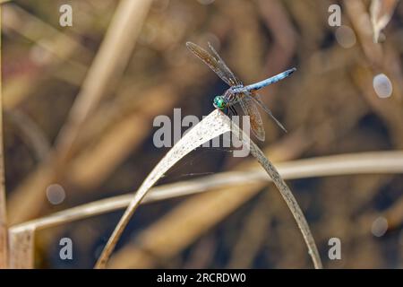 Mittelgroße Libelle mit großen grünen Augen und einem hellblauen Körper hoch oben auf einer toten, gebogenen Schilfpflanze im See an einem sonnigen Tag im Sommer Stockfoto