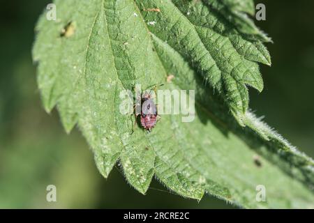 Nymphe der Rotfleckenkäfer (Deraeocoris ruber) auf einem Nesselblatt Stockfoto