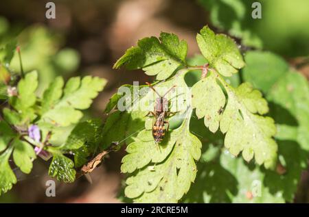 Ruhende aromatische Nomad Bee (Nomada Flavus) in Richmond Park, Surrey Stockfoto