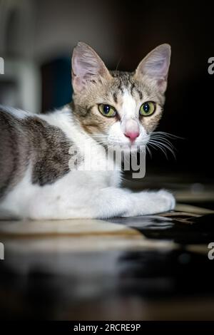 Bei der Porträtansicht einer Katze handelt es sich um eine Art von Fotografie, die das Gesicht und den Ausdruck einer Katze in einer Nahaufnahme erfasst. Stockfoto