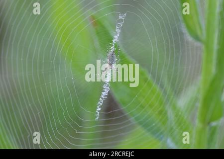 Kleine Wespenspinne im Netz Stockfoto