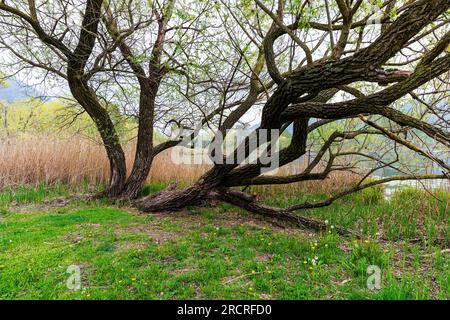 Italien Venetische Revinenseen - Naturpfad Stockfoto