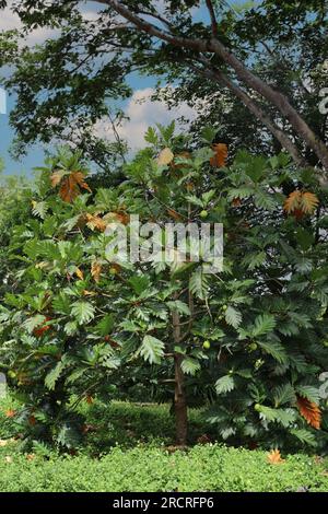 Brotfrucht reift auf den Zweigen eines von Pflanzen umgebenen Artocarppus altilis-Baumes in Kauai, Hawaii, USA Stockfoto