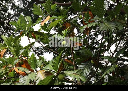 Die Reifung von Brotfrüchten auf den Zweigen eines Artocarppus altilis-Baumes auf Kauai, Hawaii, USA Stockfoto