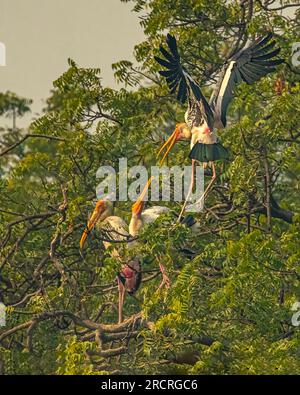 Bemalte Storche im Kampf auf einem Baum Stockfoto