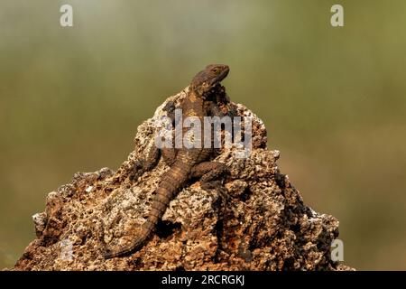 Roughtail Rock Agama Sonnenbaden auf dem Felsen. Stockfoto