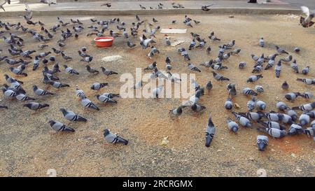 Eine große Herde grauer Tauben hat das Essen auf dem Asphalt in der Nähe von Mekka, Saudi-Arabien, gepickt. Die Vögel schienen dem Verkehr und dem nicht zu folgen Stockfoto