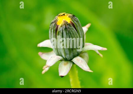 Löwenzahn (Taraxacum officinale), Nahaufnahme einer einzelnen Blüte der gewöhnlichen Pflanze oder des Unkrauts, isoliert vor einem leeren grünen Hintergrund. Stockfoto