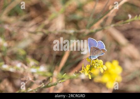 Gemeinsamen blauer Schmetterling, Polyommatus icarus Stockfoto