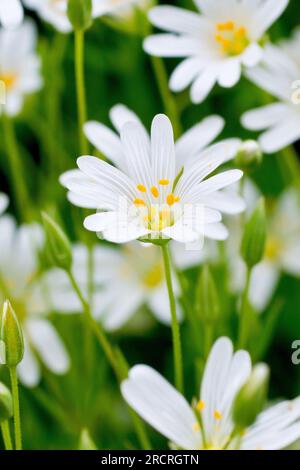 Größere Nähkraut (stellaria holostea), Nahaufnahme mit Fokus auf eine einzelne weiße Blume der gewöhnlichen Waldpflanze, die unter vielen anderen wächst. Stockfoto
