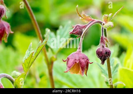 Water Avens (geum rivale), Nahaufnahme des bekannten, hängenden Blumenkopfes einer einzelnen Pflanze, isoliert vom Hintergrund. Stockfoto