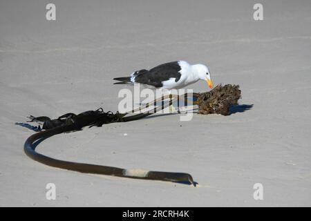 Larus dominicanus füttert Seetang am Strand Stockfoto