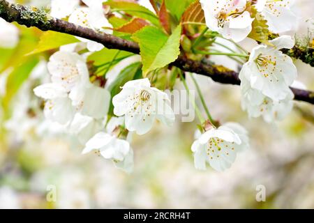 Wilde Kirsche (prunus avium), Nahaufnahme eines Sprühnebels von weißen Blumen oder Blüten, die aus der Mitte eines Zweigs wachsen, mit Fokus auf einzelnen Blumen. Stockfoto