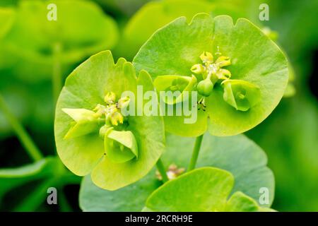 Wood Spurge (Euphorbia amygdaloides), Nahaufnahme einiger dieser Pflanzen, die ungewöhnlich aussehende Blütenköpfe haben, ohne die normalen Sepalen und Blütenblätter. Stockfoto