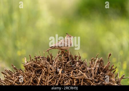 Männlicher ausgeruhter Lark im Busch. Kopierraum. Stockfoto