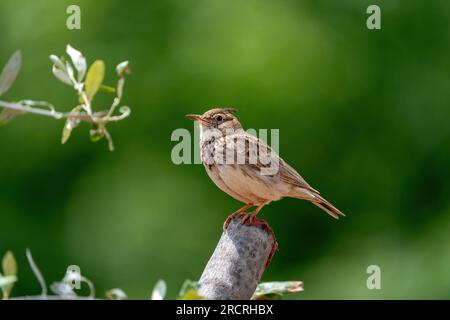 Männlicher ausgeruhter Lark im Busch. Kopierraum. Stockfoto