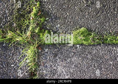 Quadratische Pflasterplatten, die mit grünem Gras überwuchert sind. Hintergrund für Stadtplanung. Stockfoto