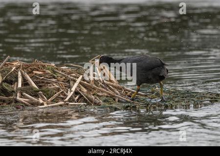 Coot Building Nest auf einem alten Zaun als Fundament Stockfoto