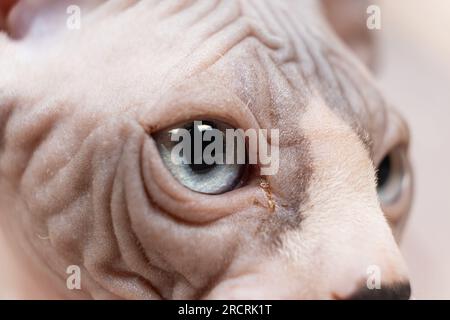Makroaugen-Nahaufnahme eines drei Monate alten kanadischen Sphynx-Kätzchens Stockfoto