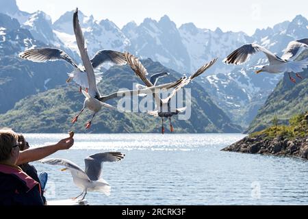 Europäische Heringsmöwen (Larus argentatus) werden von einem Boot gefüttert. Im Hintergrund Berge mit vielen Schneefeldern. Trollfjord, Raftsund, Nordland, Norwegen Stockfoto