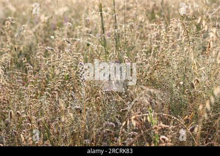 Silbernes Spinnennetz auf einer Wiese Stockfoto