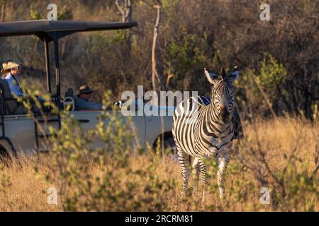 Touristen beobachten ein Zebra aus einem 4x4-Auto Stockfoto