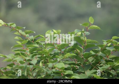 Melodischer Zwerg, der in einem Strauch singt Stockfoto