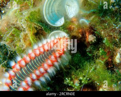 Bartwurm - Hermodice carunculata - Marineborstenwurm Stockfoto