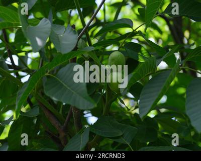 Unreife Walnüsse wachsen auf einem Walnussbaum. Nahaufnahme. Stockfoto