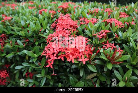 Aus nächster Nähe sehen Sie die Blumensträuße einer Dschungelgeranium (Ixora Coccinea)-Pflanze, die als Biozaun kultiviert wurde Stockfoto